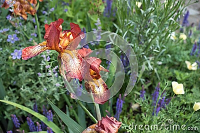 Close up of beautiful bronze and amber coloured iris flower photographed against green foliage Stock Photo