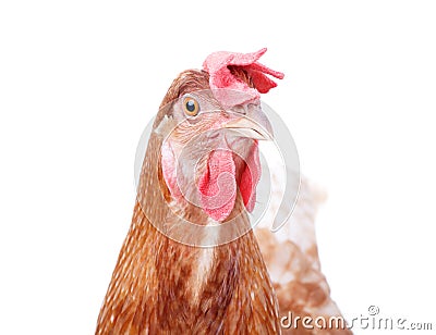 Close up beautiful of brown female chicken hen isolated white ba Stock Photo