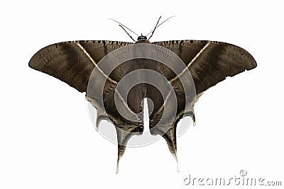 Close up beautiful brown moth isolate on white background Stock Photo