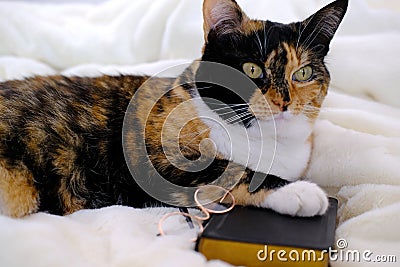 Close-up of beautiful brown tricolor adult smart cat proudly lies on white soft plush blanket, paw on black cover book, family Stock Photo