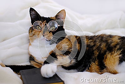 Close-up of beautiful brown tricolor adult smart cat in round glasses proudly lies on white soft plush blanket, looks around, Stock Photo