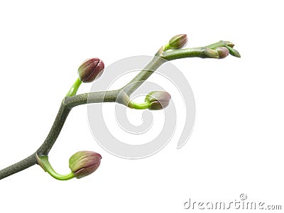 Close-up of a beautiful bud orchid against white b Stock Photo