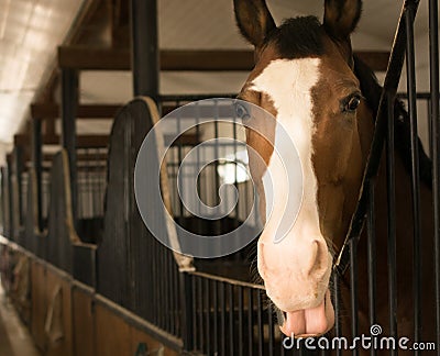 Close up of a beautiful chestnut colored stallion horse in stable Stock Photo