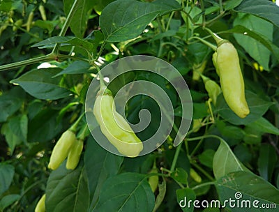 Close up of chili plantation Stock Photo