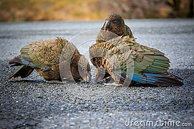 Close up beautiful color feather ,plumage flock of kea birds wit Stock Photo