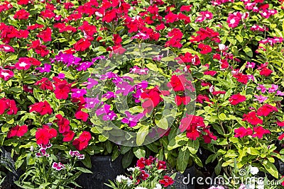 Close up beautiful and colorful Madagascar periwinkle flower in Stock Photo