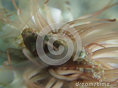 close up beautiful crab on anemones Stock Photo