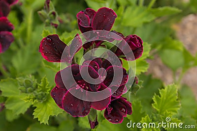 Close up of beautiful dark burgundy ivy geranium Stock Photo