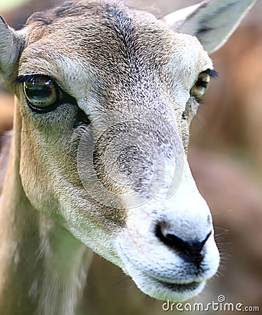 Close-up beautiful deer isolated on blur background looking at camera, portrait inspirations Stock Photo