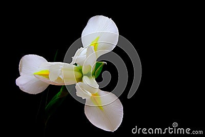 Close up of a beautiful and delicate white iris flower on black backdrop Stock Photo