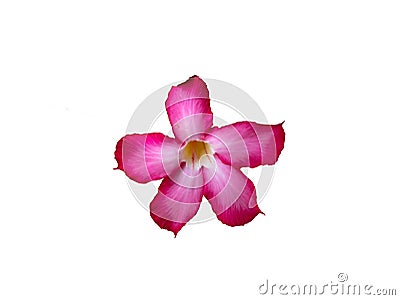 Close up Beautiful desert rose Flowers Stock Photo