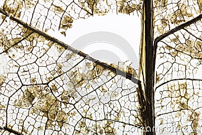 Close-up Beautiful Dry leaves ,Skeleton leafs Stock Photo