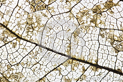 Close-up Beautiful Dry leaves ,Skeleton leafs on white background Stock Photo