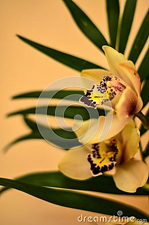 Close-up of a beautiful flower in the corner of the frame to create a postcard with a delicate peach background. Stock Photo