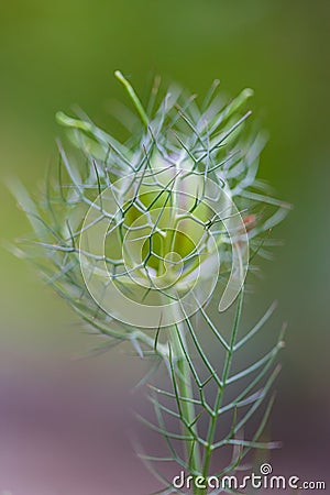 Close up of beautiful flower Love-in-a-mist Nigella damascena Stock Photo