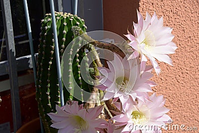 Close-up of beautiful flowering echinopsis cactus in august Stock Photo