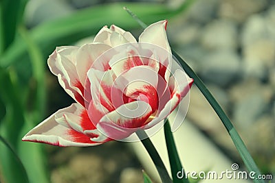 Close up of beautiful flowering red and white tulips in the garden in springtime. Colorful spring Background. Sunny day Stock Photo