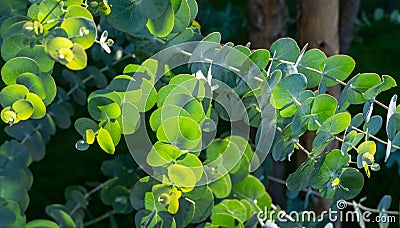 Close-up of beautiful fresh round leaves Eucalyptus gunnii Cider gum in city public park `Krasnodar` or `Galitsky park`. Stock Photo