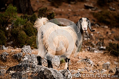 close-up of beautiful furry goat standing on large stone and looks at the camera Stock Photo