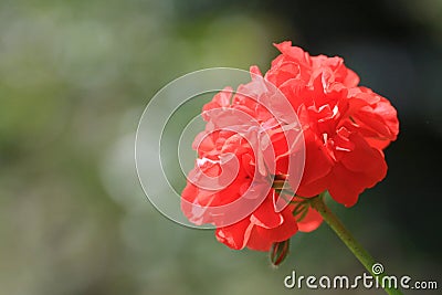 Close up of a beautiful Geranium flower Stock Photo