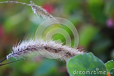 Close up beautiful grass flower with Dew on nature background in garden,Focus Single flower,Delicate beauty of close-up grass Stock Photo