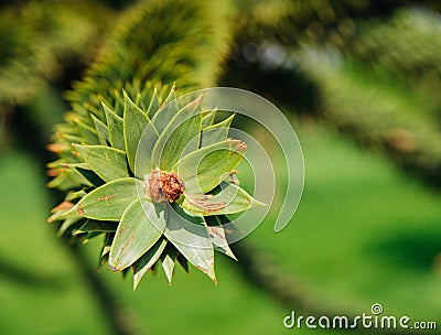 Close-up of a beautiful green geometric rose, a branch of araucaria araucana on the background of a green garden Stock Photo