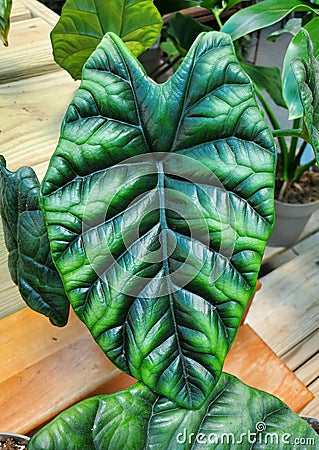 Close up of a beautiful green leaf of Alocasia Sinuata Quilted Dreams Stock Photo