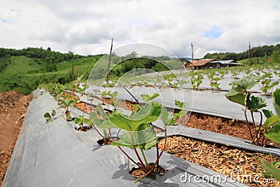 close up beautiful green strawberry farm and blue sky landscape Editorial Stock Photo