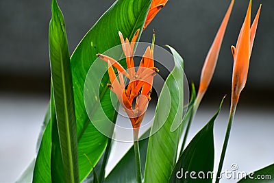 Close-up of Beautiful heliconia or bird of paradise tropic flower in the street Stock Photo