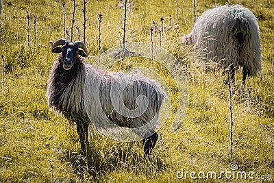 Close up of beautiful herd of sheeps in pyrennees Stock Photo