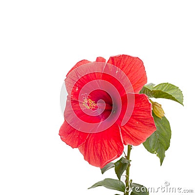 Close-up beautiful Hibiscus Flower Stock Photo