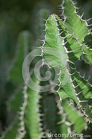 Close up of a beautiful and impressive big spurge succulent cactus Stock Photo