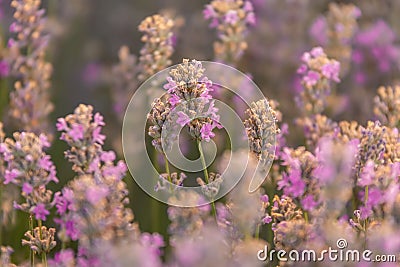Close up of a beautiful lavander field in the summer time Stock Photo