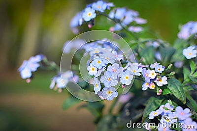 Close up of beautiful light purple `forget me nots` Myosotis spring flowers Stock Photo