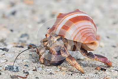 Close up of a beautiful little hermit crab Stock Photo