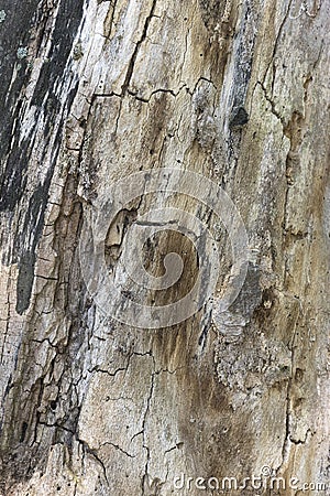 Close up of a beautiful old textured bark of a tree. Stock Photo