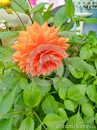 Close up of a beautiful Oranges dahlia Flower Stock Photo