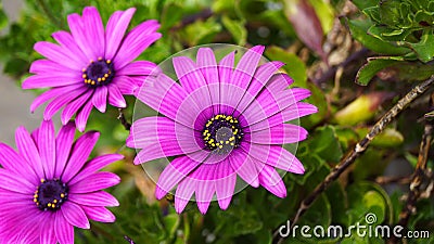 Close up beautiful Osteospermum violet African daisy flower Stock Photo