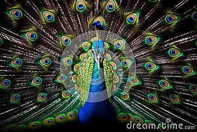 Wildlife bird portrait with feathers out. Close up of a beautiful peacock Stock Photo