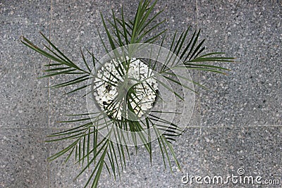 Close-up of a beautiful phoenix palm bonsai in a pot. Stock Photo