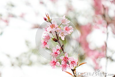 Close up of beautiful pink cherry blossom in winter ,Thai sakura at Chaing Mai Stock Photo