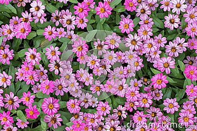 Close up of beautiful pink common zinnia flowers in the Stock Photo