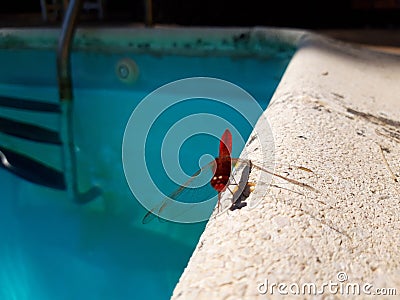 Close up beautiful pink dragonfly on the edge of the swimming pool Stock Photo