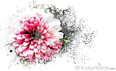 Pink flower blooming watercolor illustration painting background. Stock Photo