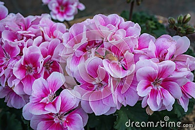 Close up of beautiful pink Impatiens flower in small garden Stock Photo