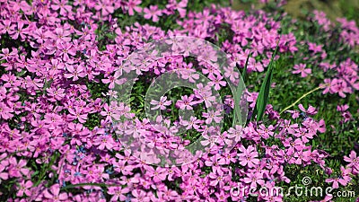 Close up of beautiful pink impatients flowers growing in park or garden. Stock Photo
