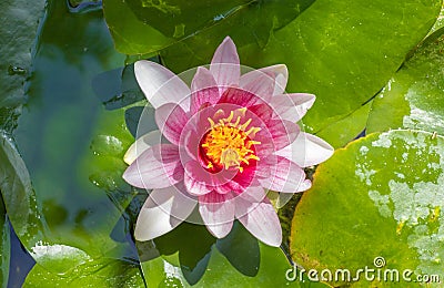 Close-up of beautiful pink lotus waterlily flower growing in pond Stock Photo