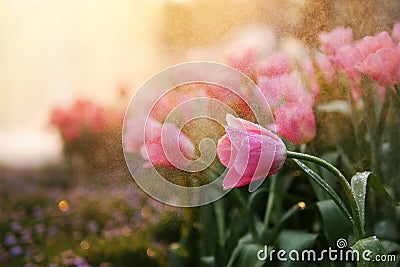 Close-up of beautiful pink tulip spring flower with water drops in garden of evening mist with spraying water on blurred flower Stock Photo