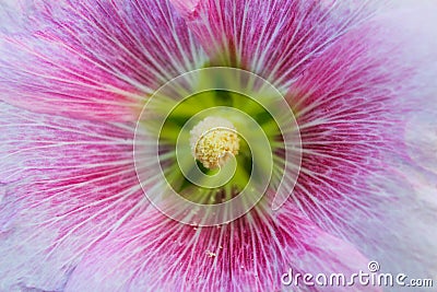 Close up of beautiful pollen Stock Photo