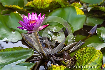 A close up of beautiful purple waterlily (Nymphaea). Stock Photo